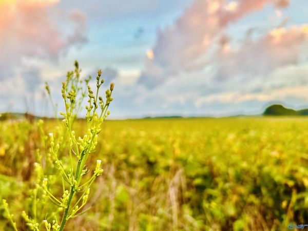 15 Acres Tower Street, Trinity, AL 35673