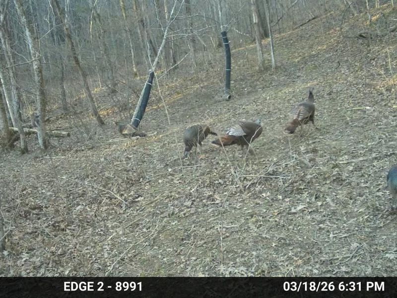 10792 New Columbus Road, Owenton, KY 40359 Photo 5