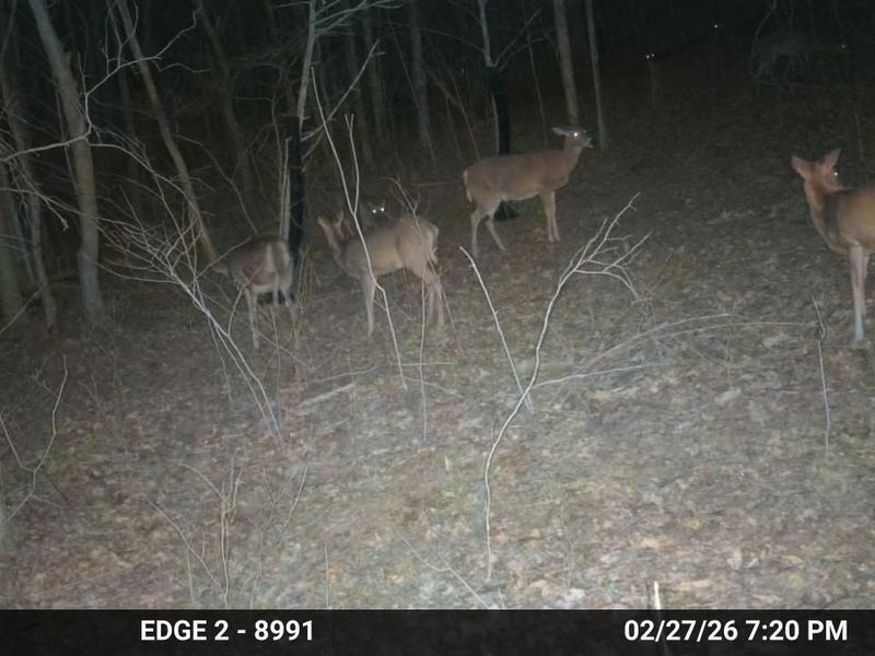10792 New Columbus Road, Owenton, KY 40359 Photo 7