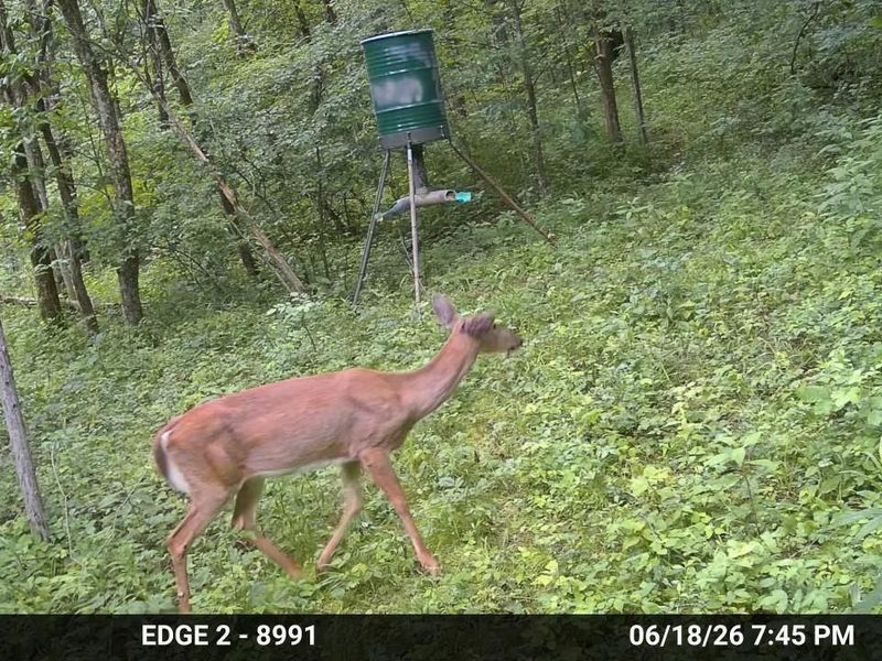 10792 New Columbus Road, Owenton, KY 40359 Photo 8