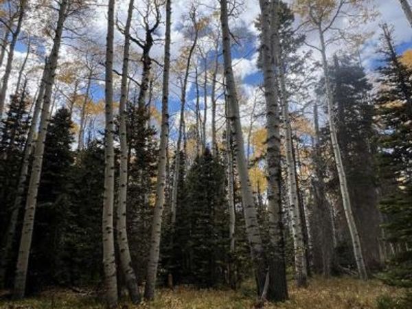 185 Aspen Trail, Cimarron, CO 81220