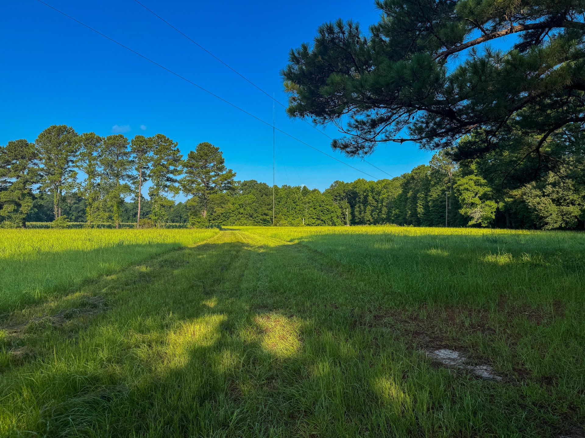 0 Hope Plantation Lane Photo 12