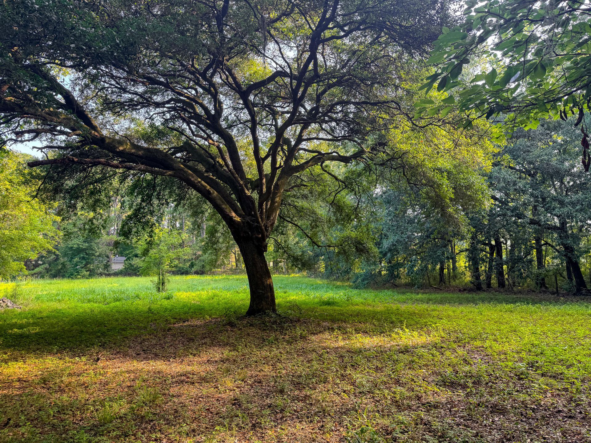 0 Hope Plantation Lane Photo 18
