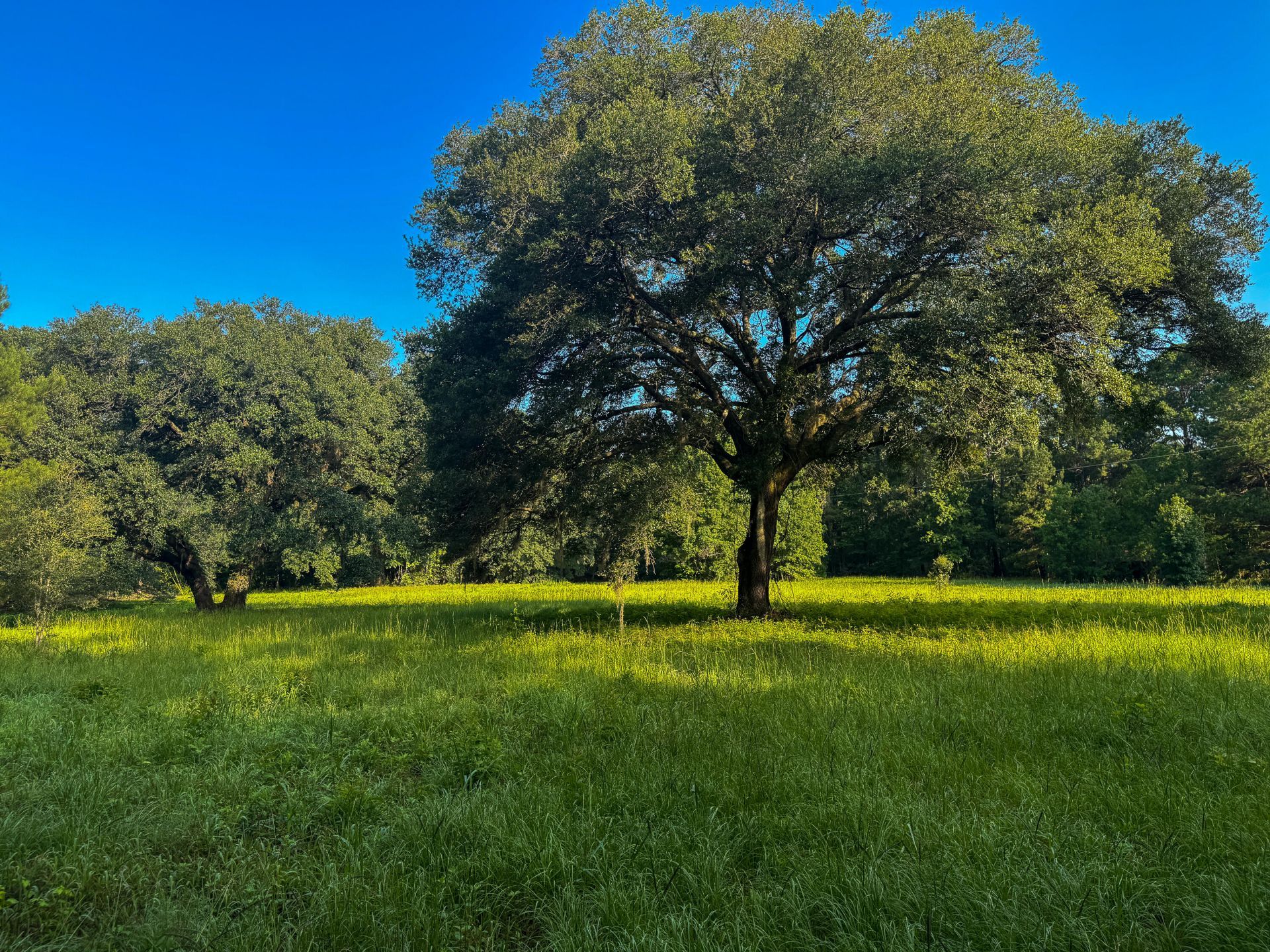0 Hope Plantation Lane Photo 20