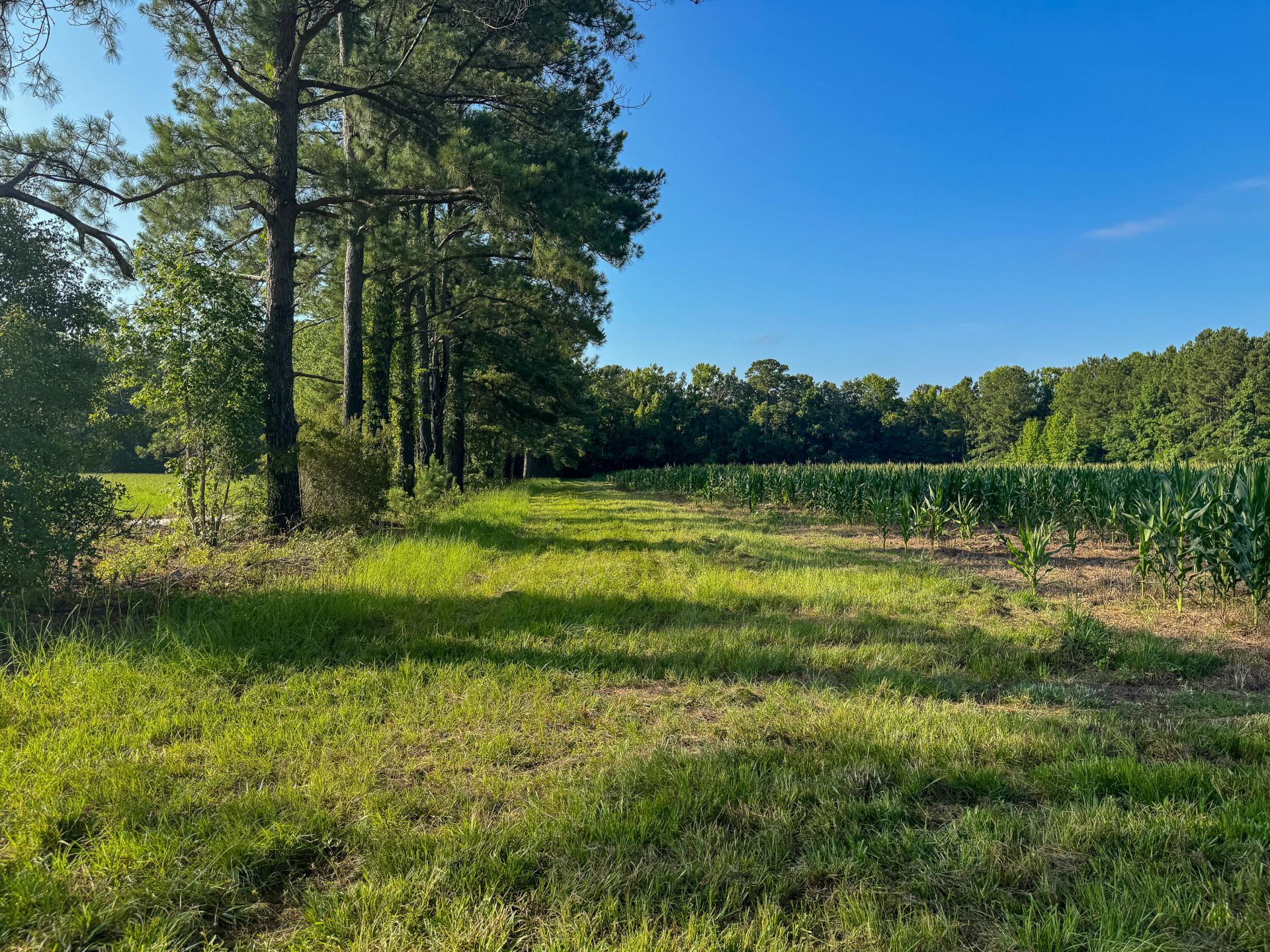 0 Hope Plantation Lane Photo 21