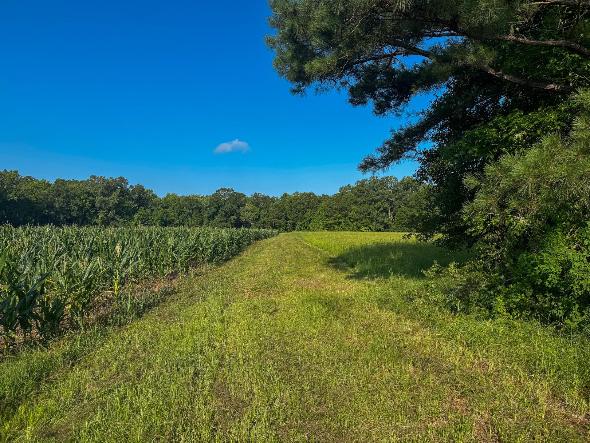 0 Hope Plantation Lane Photo 24