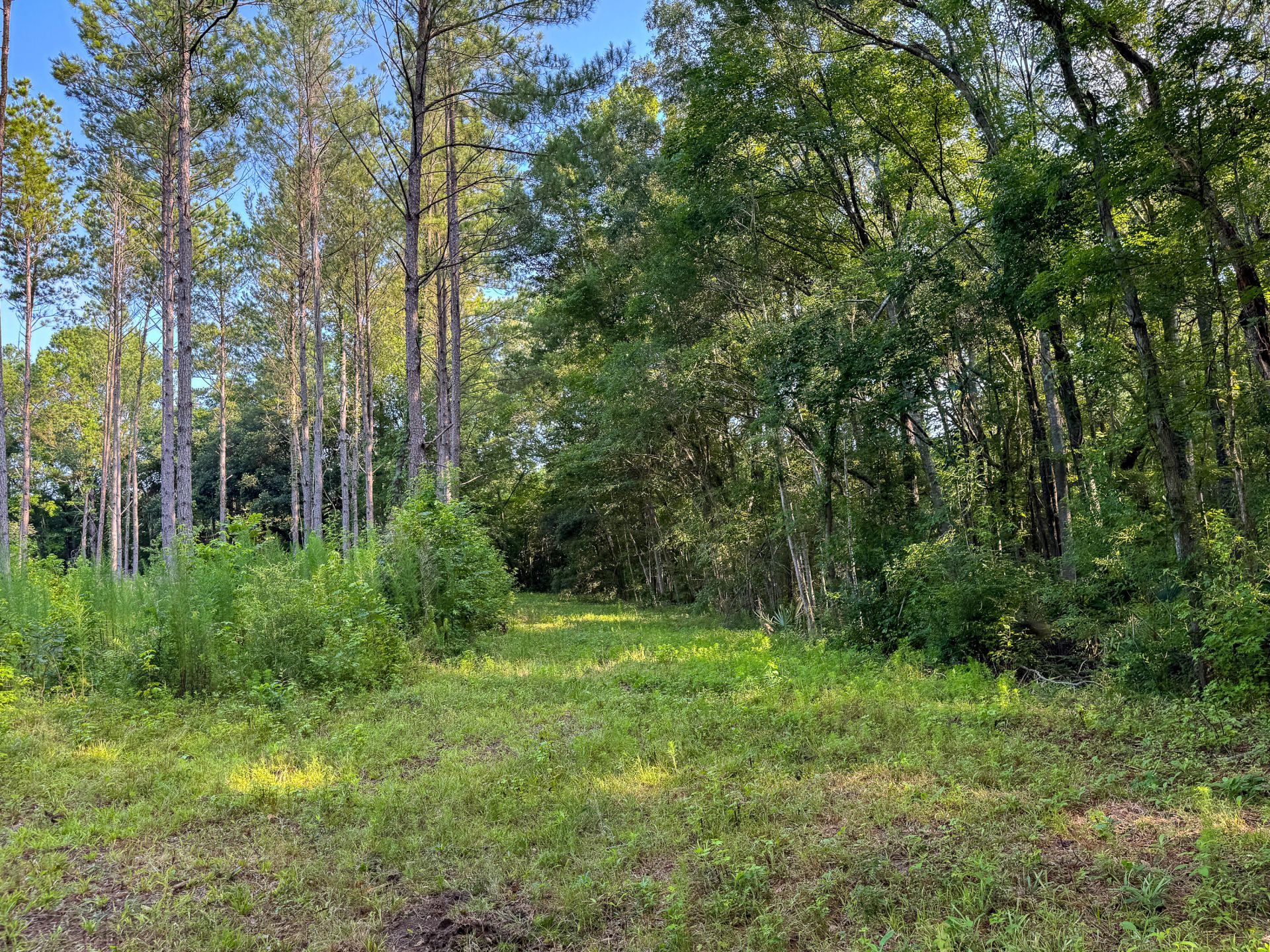 0 Hope Plantation Lane Photo 30