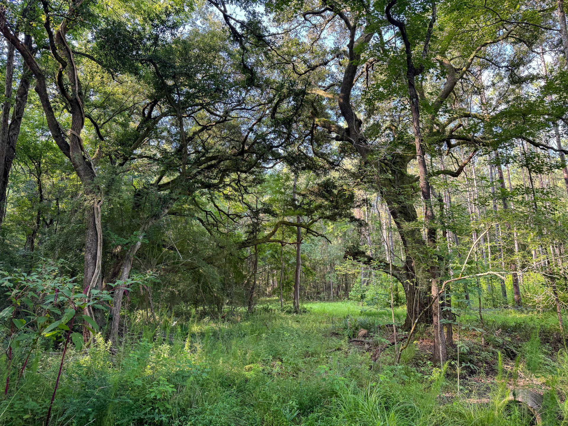 0 Hope Plantation Lane Photo 31