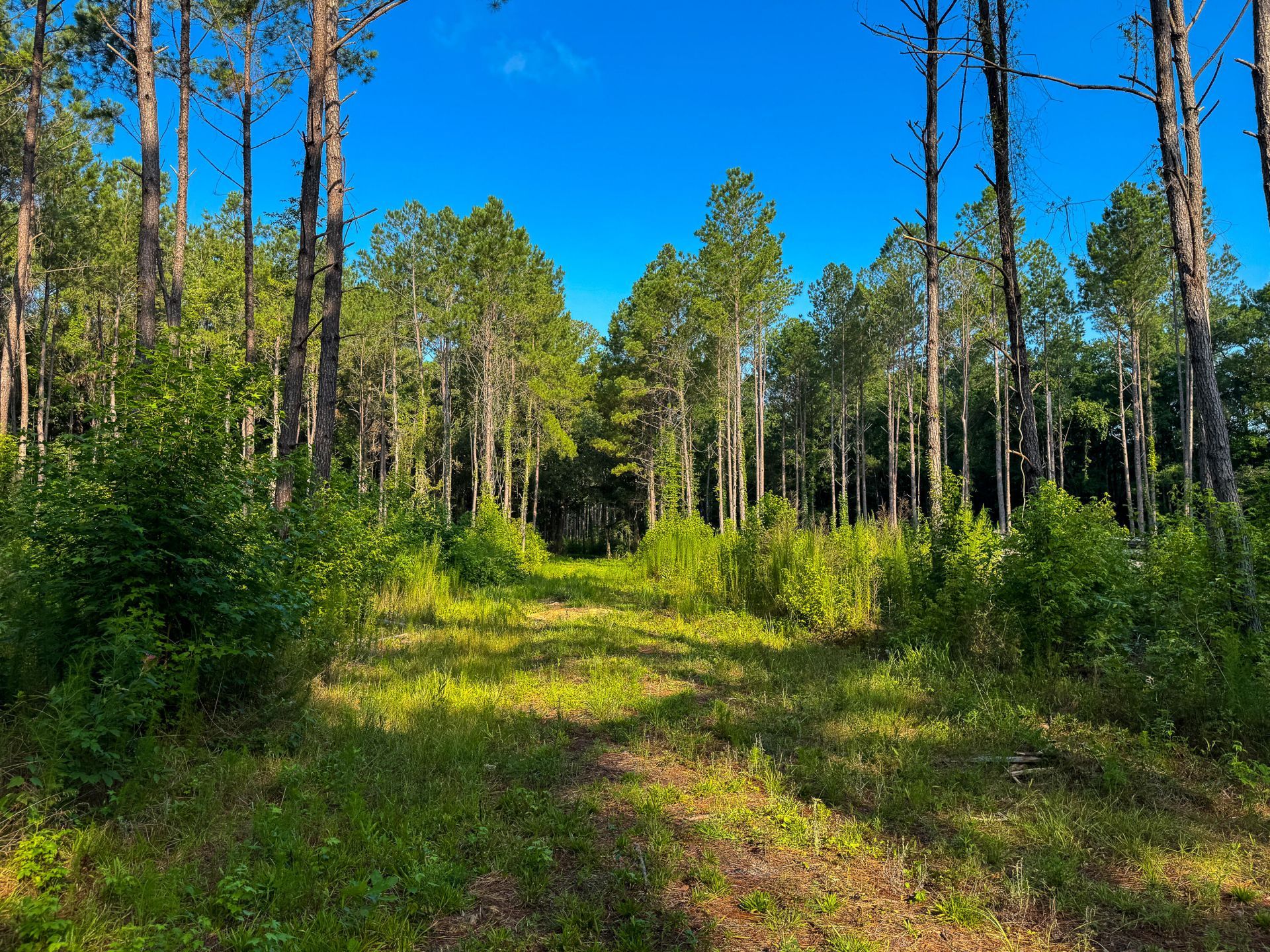 0 Hope Plantation Lane Photo 36