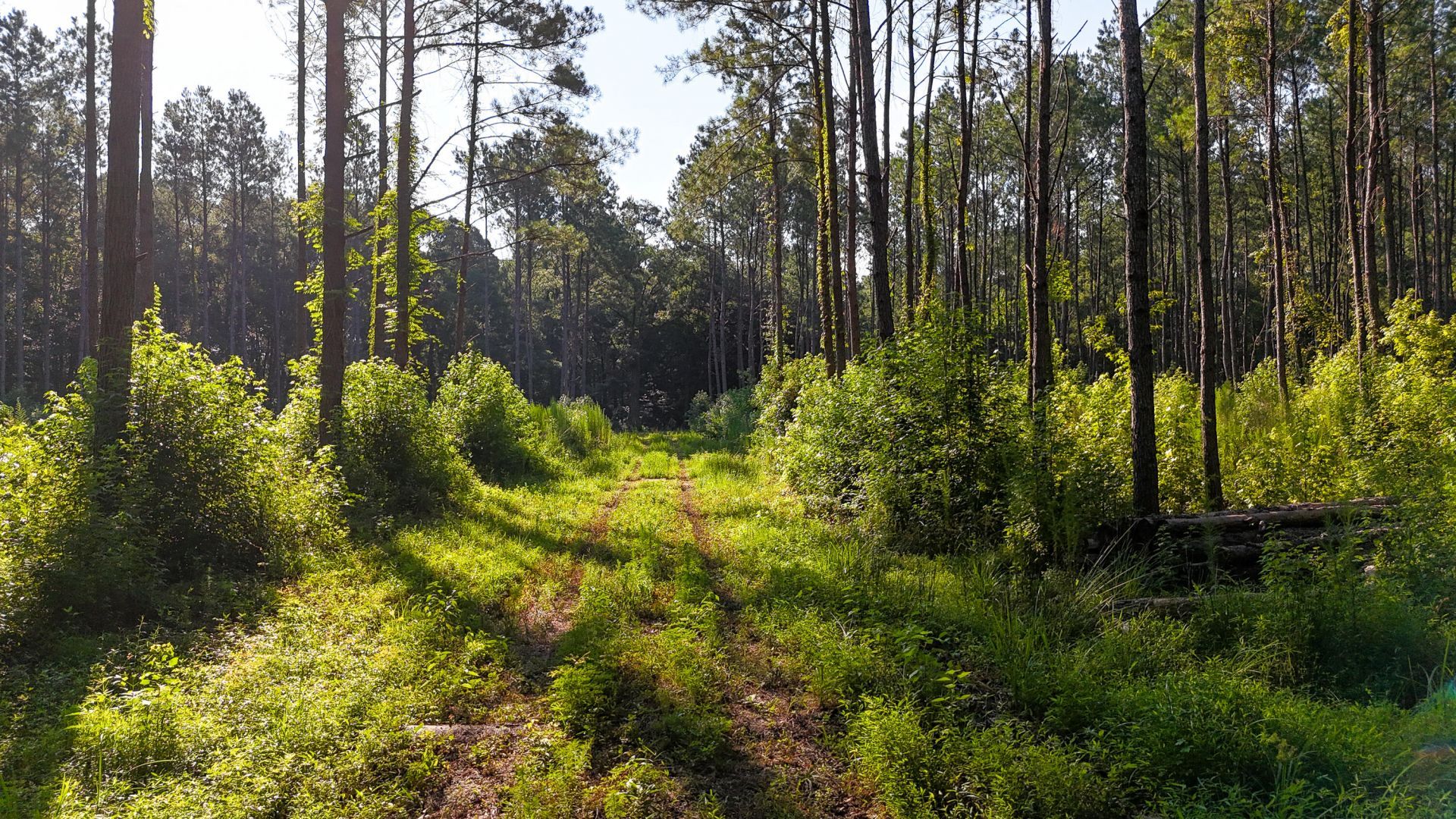 0 Hope Plantation Lane Photo 37
