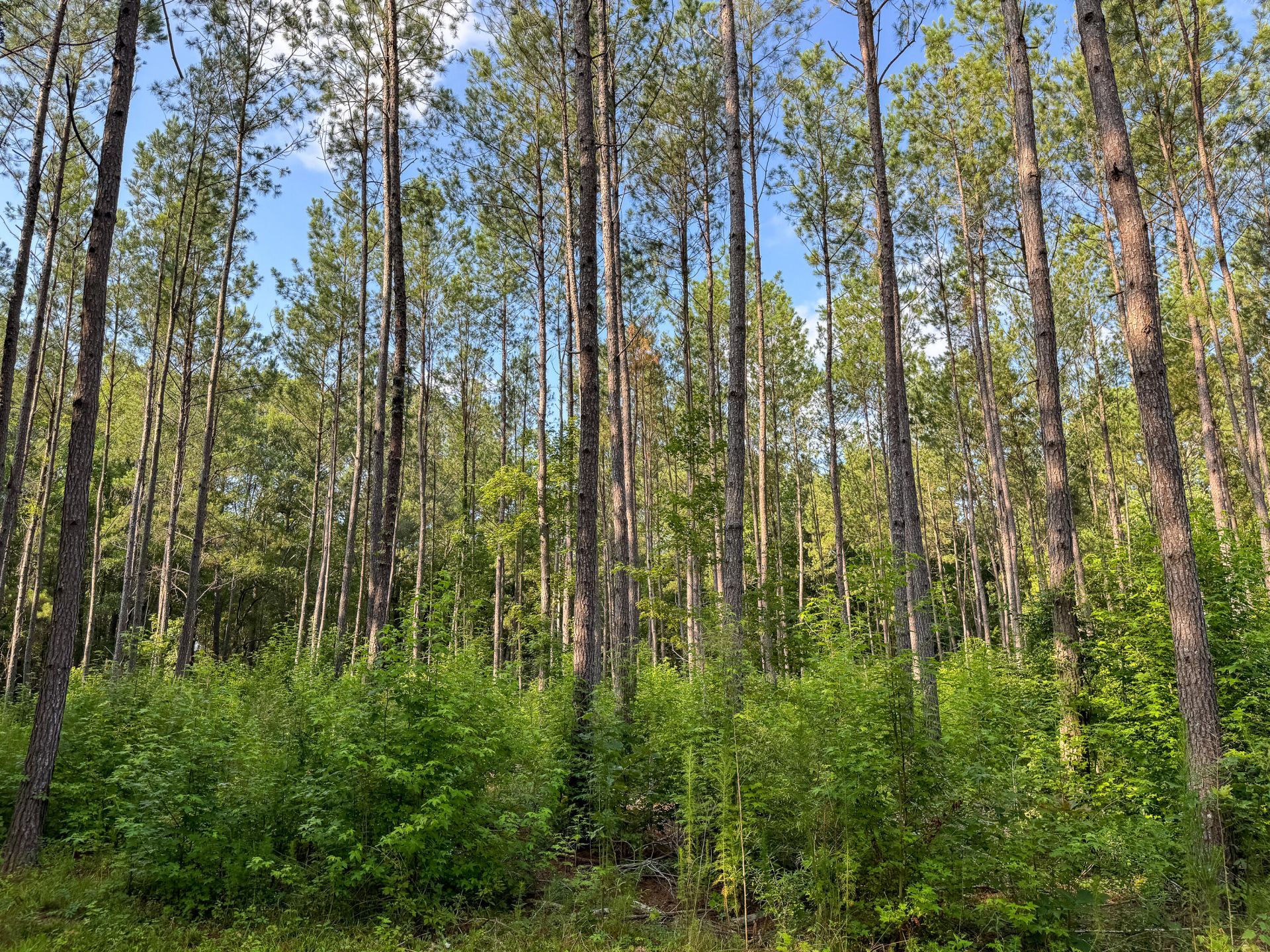 0 Hope Plantation Lane Photo 38
