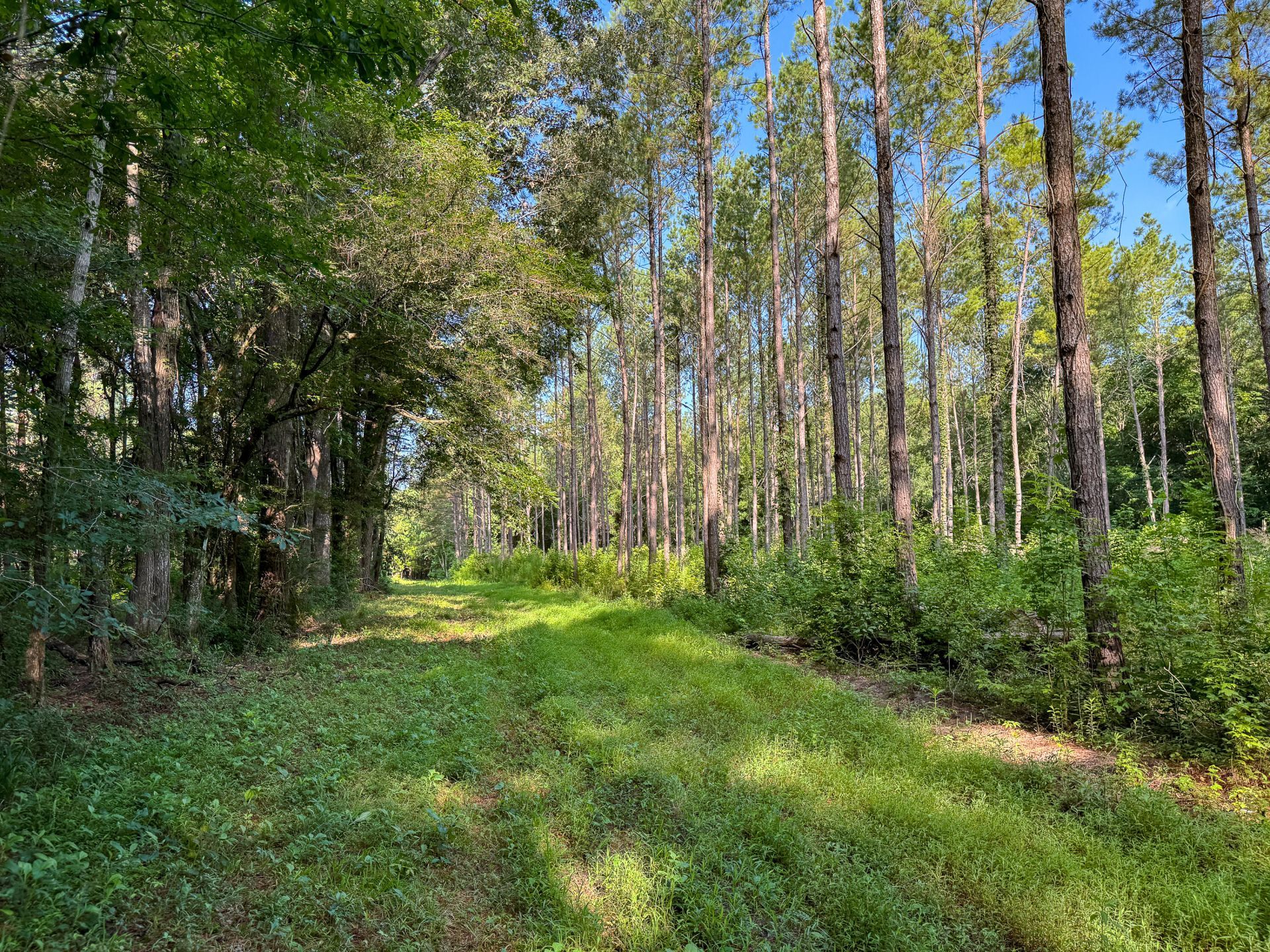 0 Hope Plantation Lane Photo 39