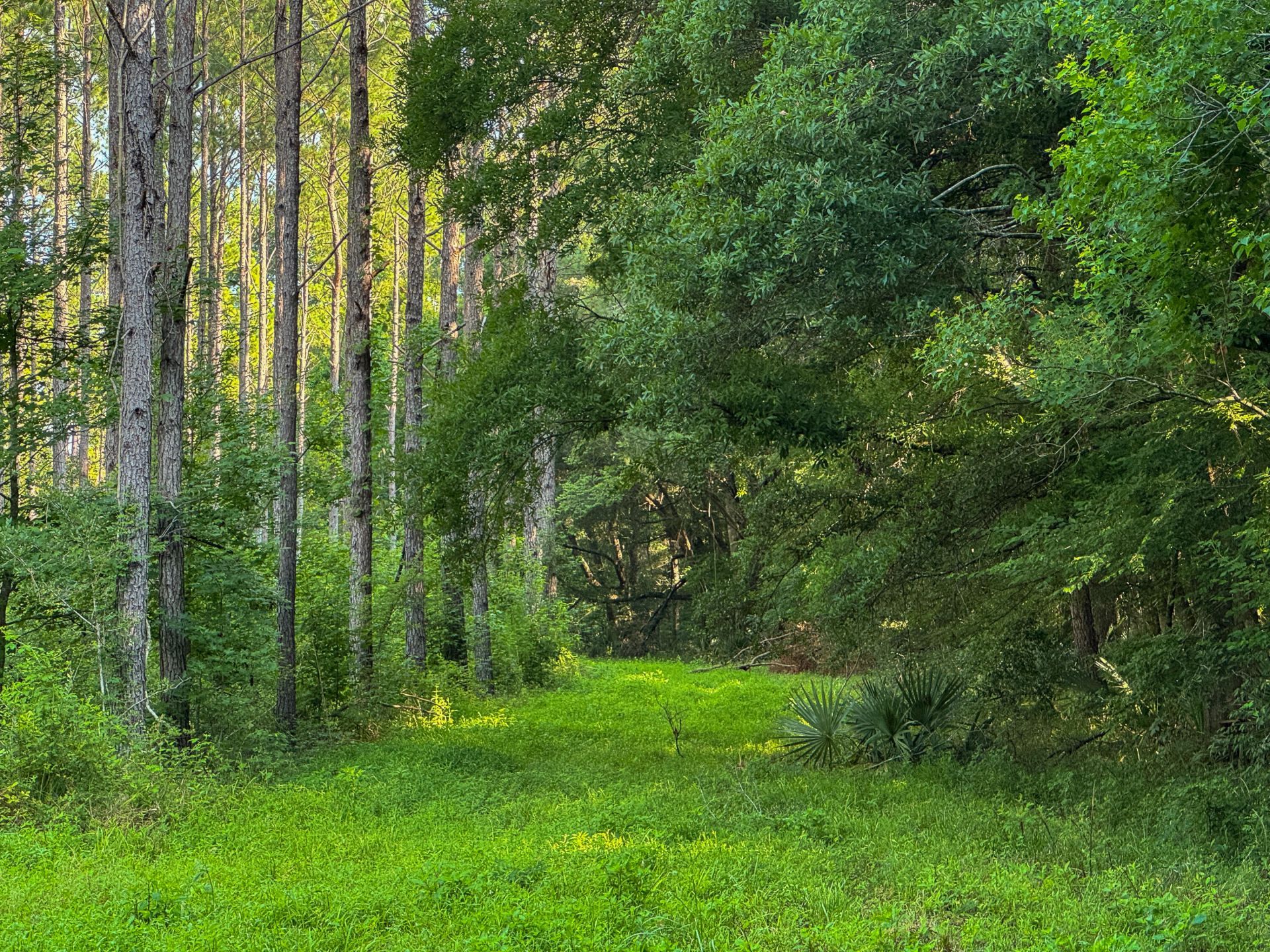 0 Hope Plantation Lane Photo 40