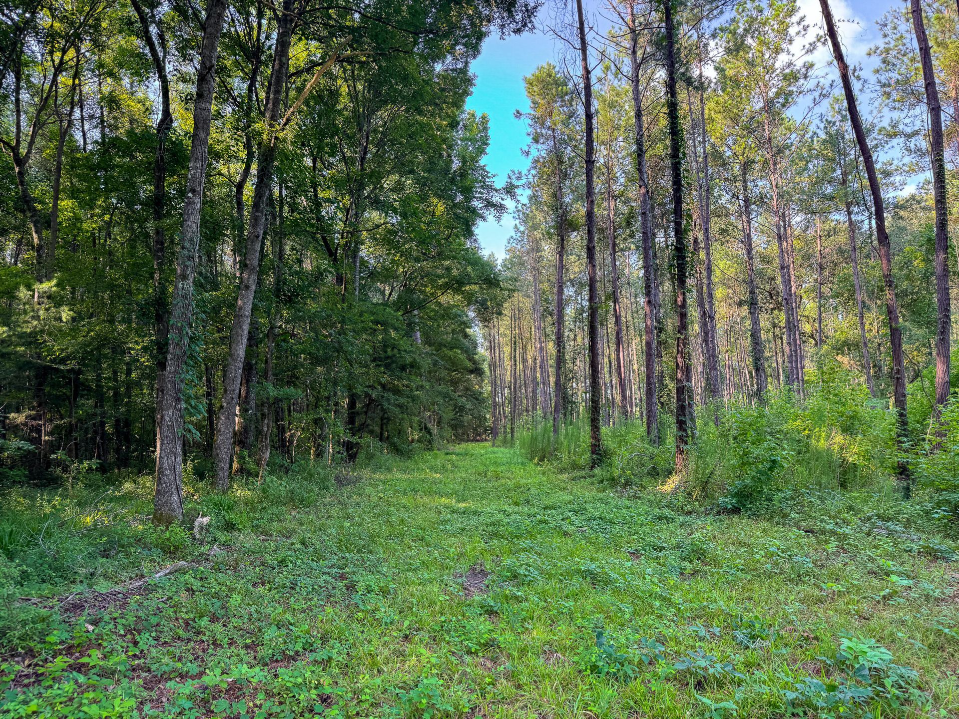0 Hope Plantation Lane Photo 41