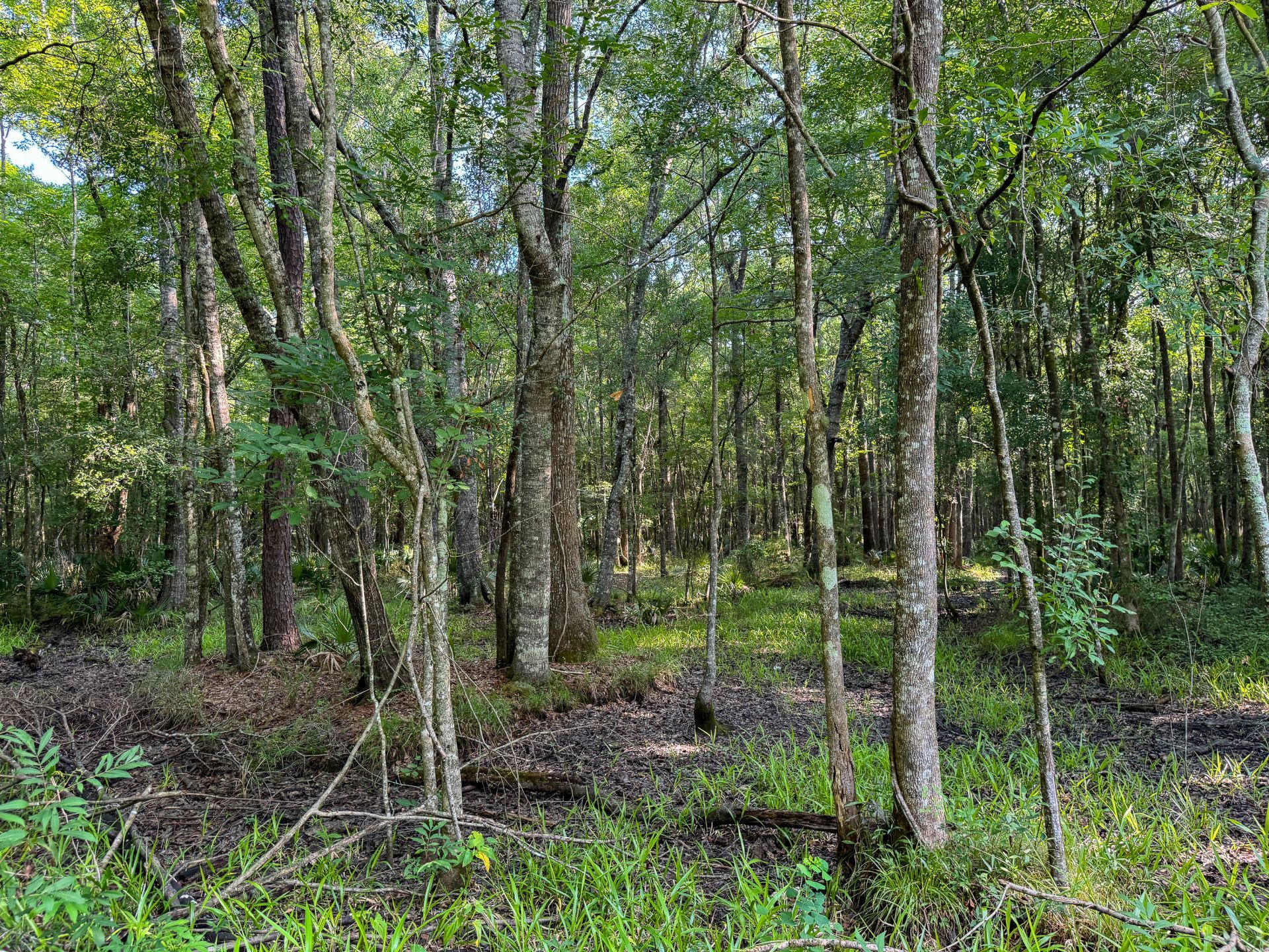 0 Hope Plantation Lane Photo 43