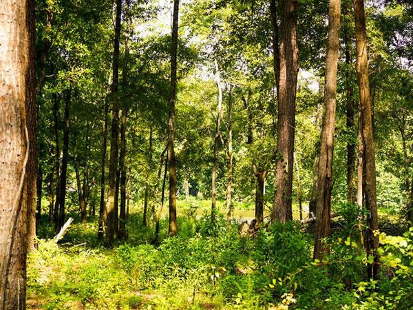 Cypress Pointe Drive, Brooksville, MS 39739