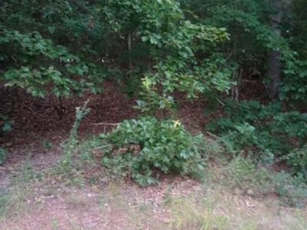 0000 Wildwood, Murchison, TX 75778
