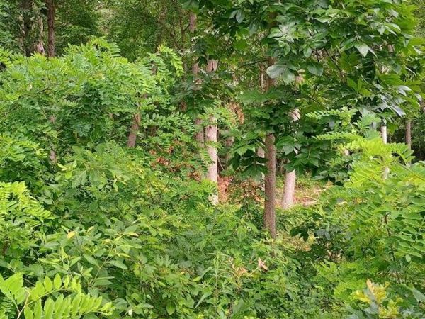 3776 S Woodland Road, Knox, IN 46534