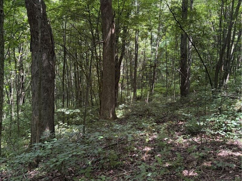 260 Ocelot Road NE, Salineville, OH 43945 Photo 5