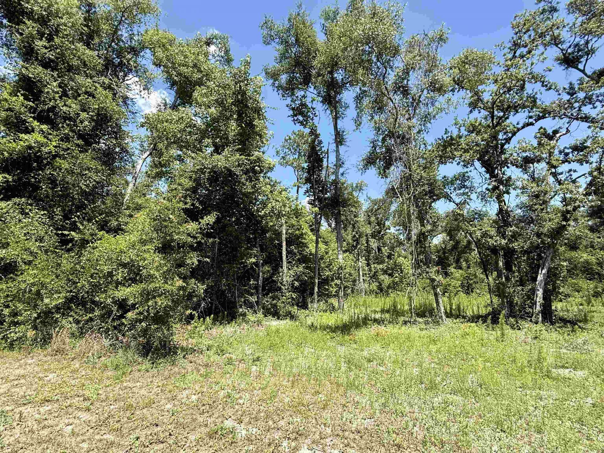 Vacant Wildwood Circle , Live Oak, FL 32064 Photo