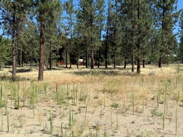 Lot 14 Long Lake Estates Est, Nine Mile Falls, WA 99026