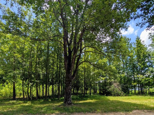 109 W Caldwell Road, Booneville, MS 38829