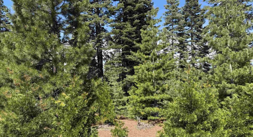 186 Snowy Peak Way, Lake Almanor, CA 96137 Photo