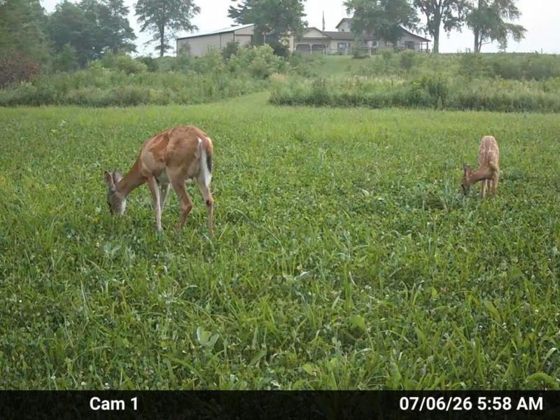 10239 Krugh Road, Mendon, OH 45862 Photo 37