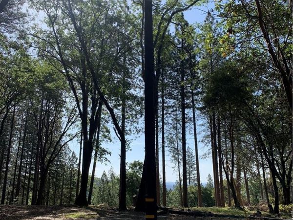 0 catalpa, Berry Creek, CA 95916