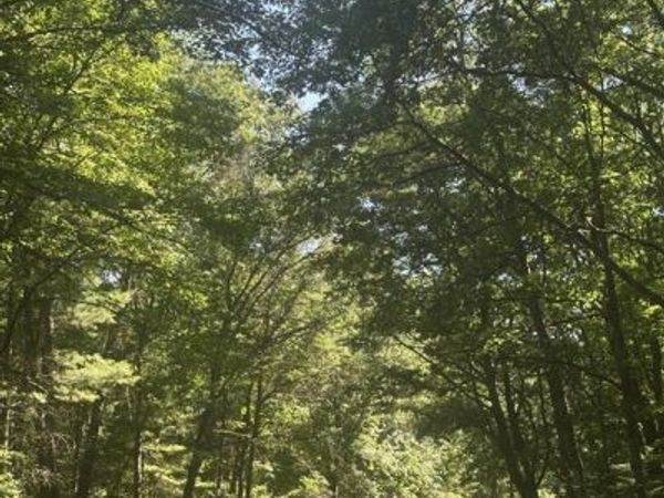 Lot 1 271st Street, Holcombe, WI 54745
