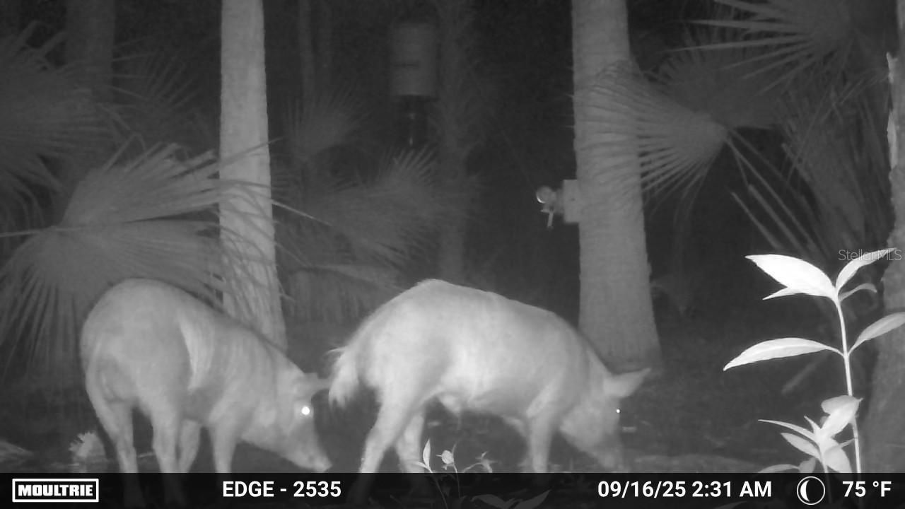 Volco Road , Edgewater, FL 32141 Photo