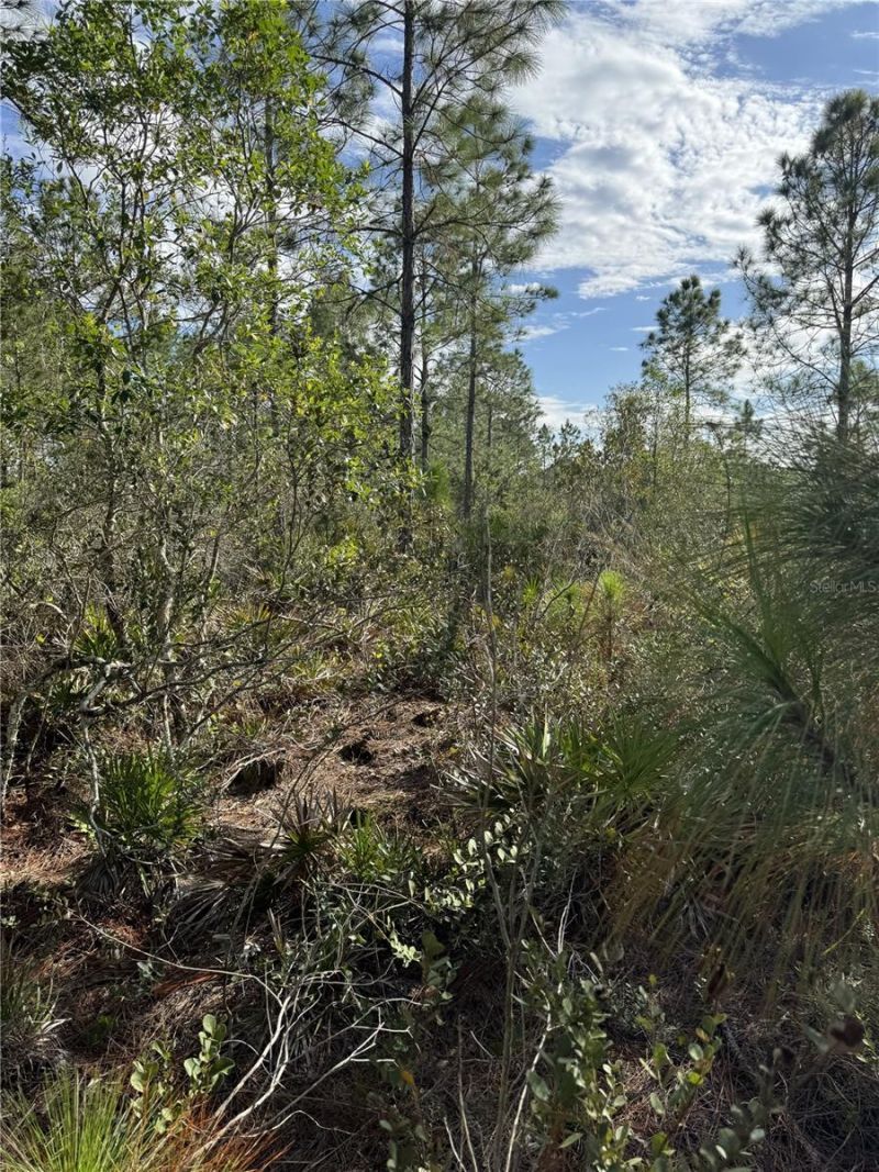 Tbd , Frostproof, FL 33843 Photo