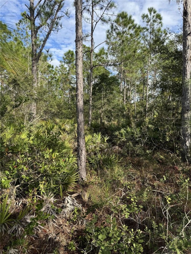 Tbd , Frostproof, FL 33843 Photo