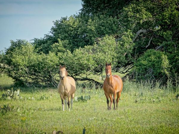 Lot 200 Swamp Creek Cove, Burnet, TX 78611