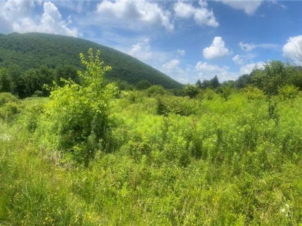 Bramley Mountain Road , Delhi, NY 13753