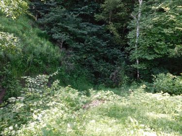 TBD Independence Road, Newburg, WV 26410