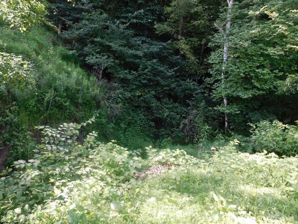 TBD Independence Road, Newburg, WV 26410