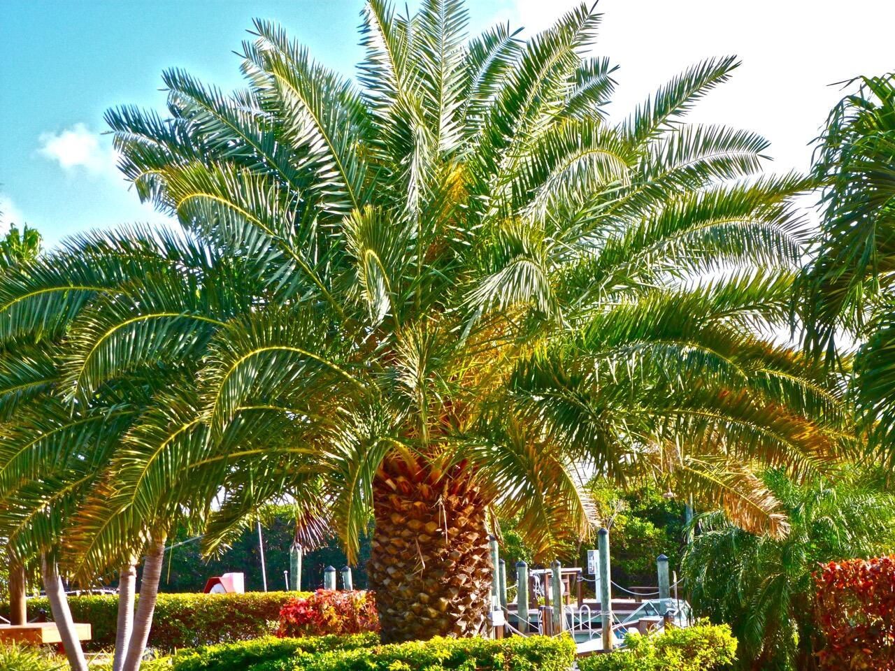 500 Burton Drive, Unit 4206, Tavernier, FL 33070 Photo
