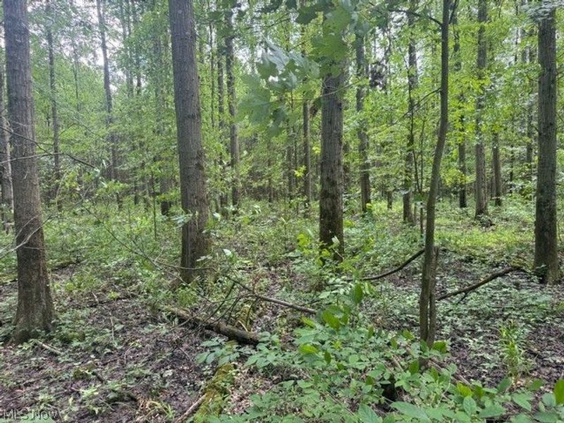 Shafer Road, Warren, OH 44481 Photo 12