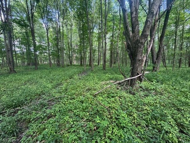 Shafer Road, Warren, OH 44481 Photo 3