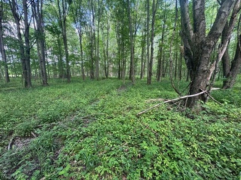 Shafer Road, Warren, OH 44481 Photo 4