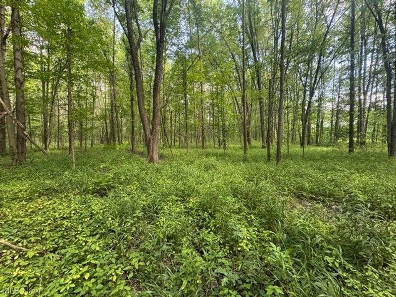 Shafer Road, Warren, OH 44481 Photo 5