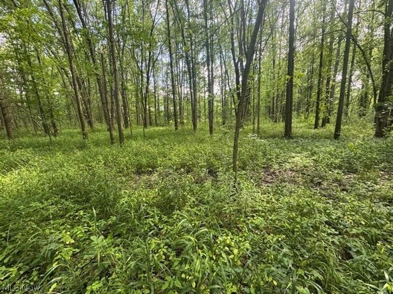Shafer Road, Warren, OH 44481 Photo 6