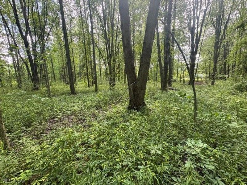 Shafer Road, Warren, OH 44481 Photo 7