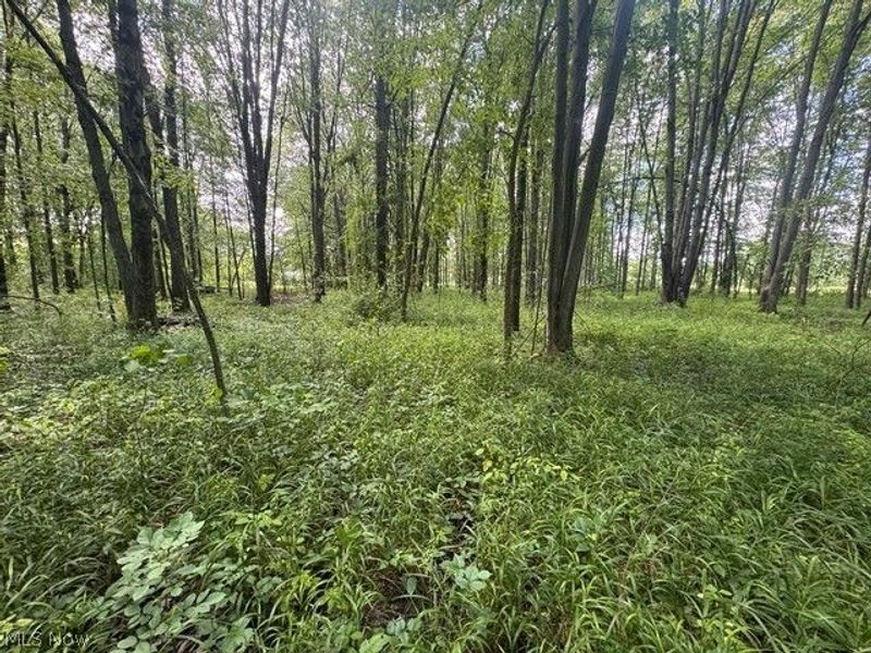 Shafer Road, Warren, OH 44481 Photo 8
