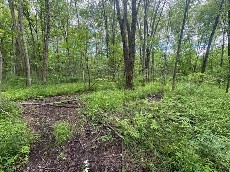 Shafer Road, Warren, OH 44481 Photo 9