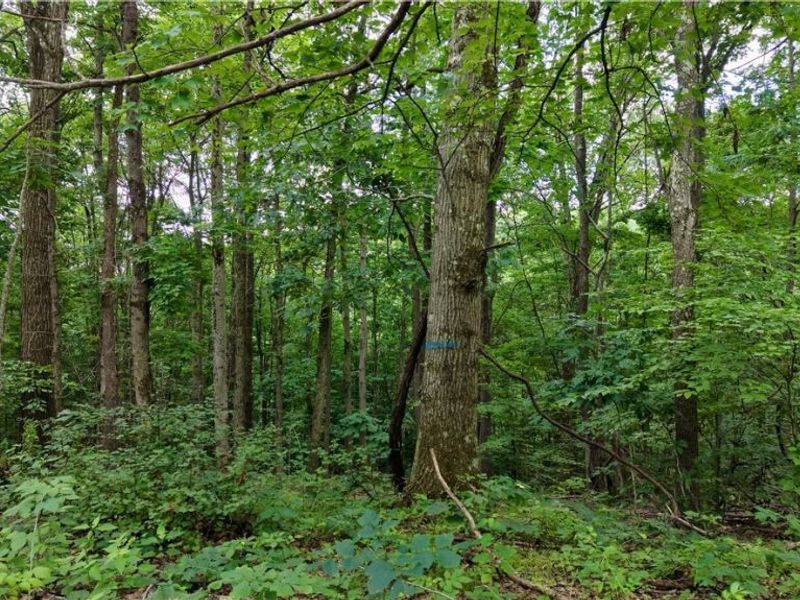 0 Temperanceville Highway, Barnesville, OH 43713 Photo 17