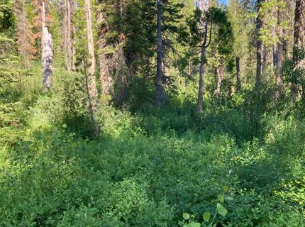 180 Bucks Meadow Dr, Bucks Lake, CA 95971 Photo