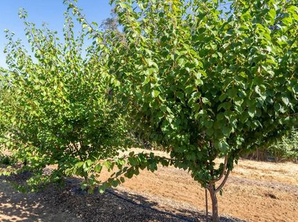6800 Potts Trl, Browns Valley, CA 95918 Photo