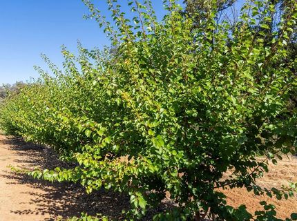 6800 Potts Trl, Browns Valley, CA 95918 Photo